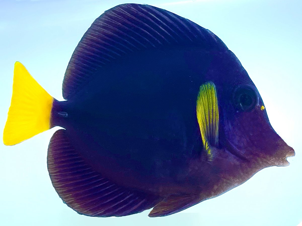 Purple Tang.jpg