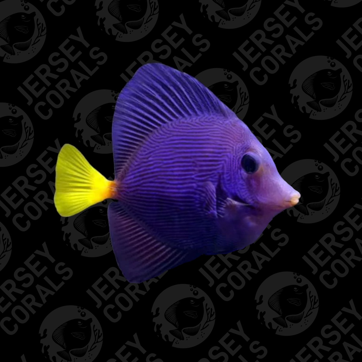 purple tang.jpg