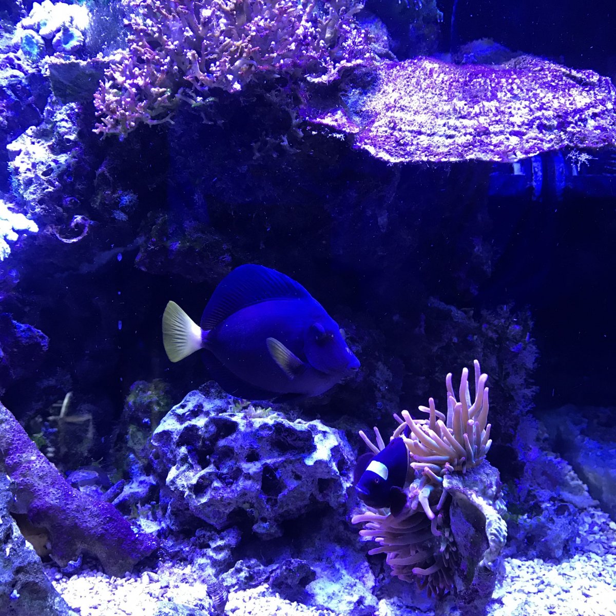 purple tang.jpg