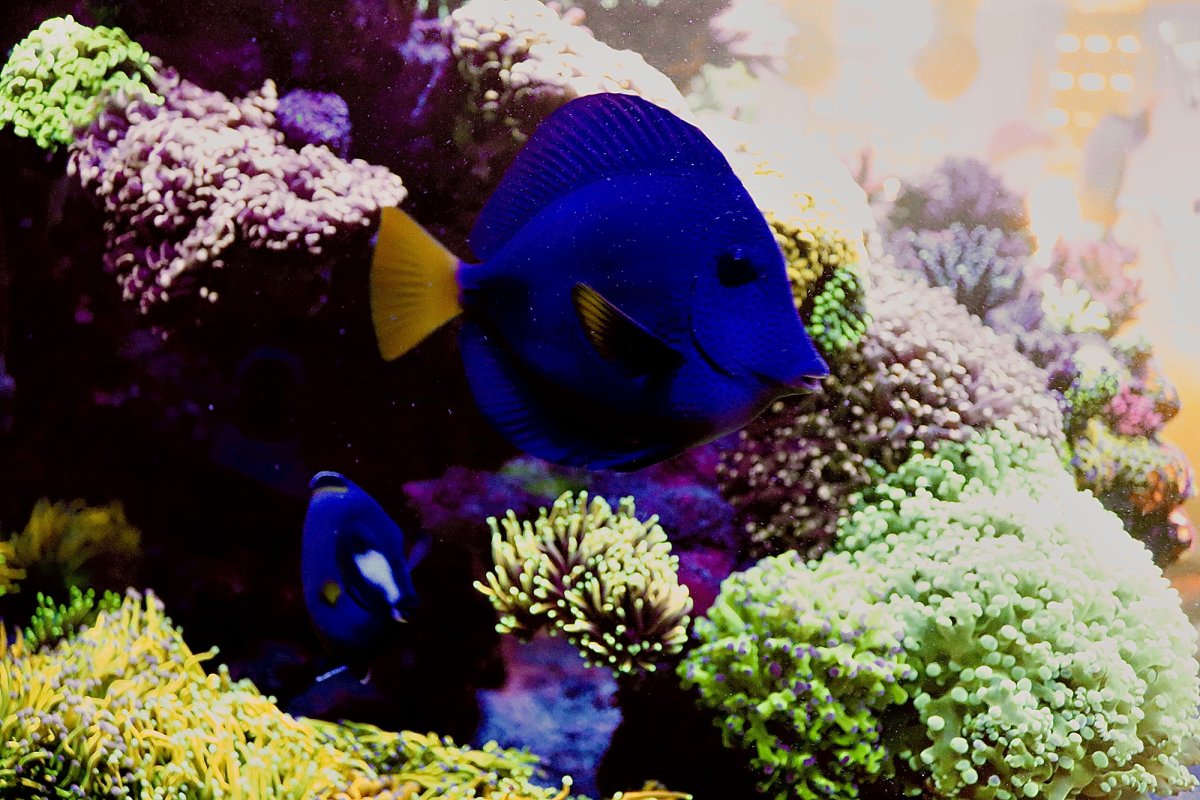 purple tangs.jpg