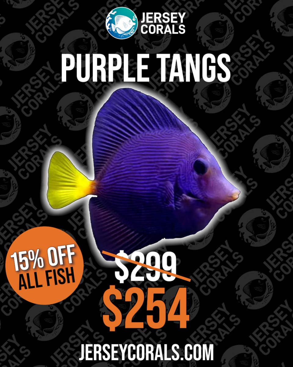 PURPLE TANGS.jpg