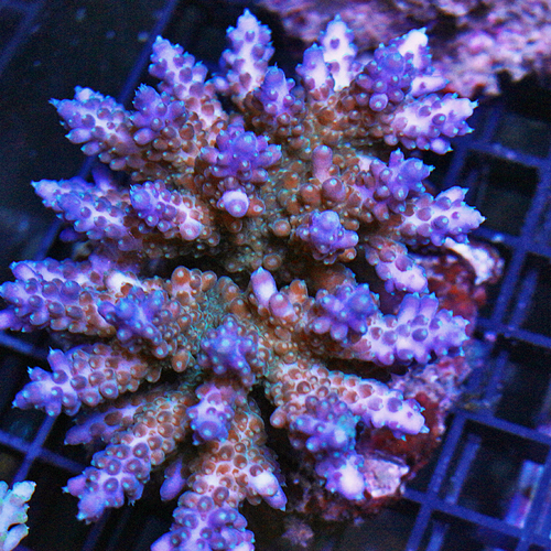 Purple tip Acro.jpg