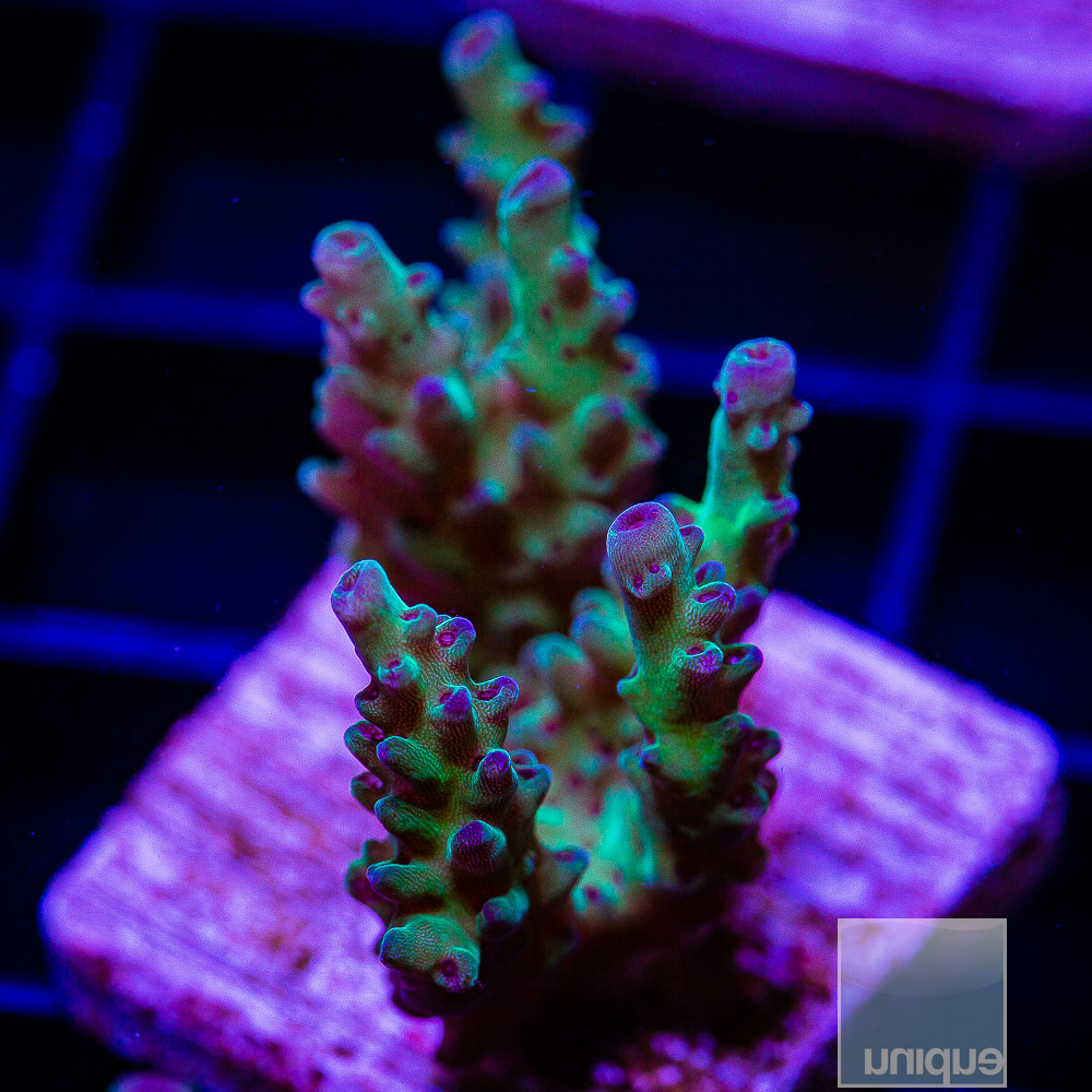 Purple Tip Acropora 34 10.JPG