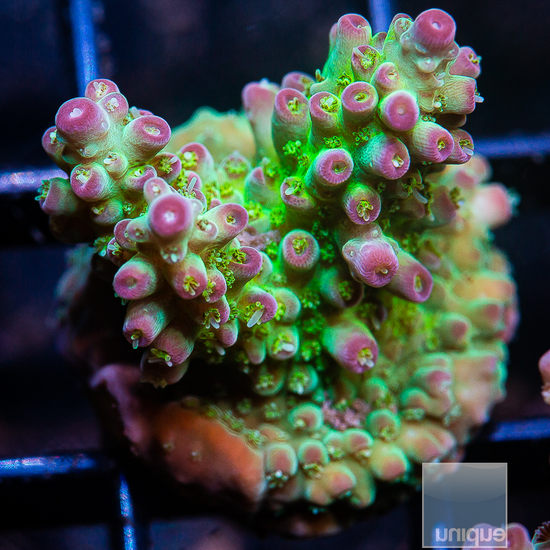 Purple Tip Acropora 69 36.JPG