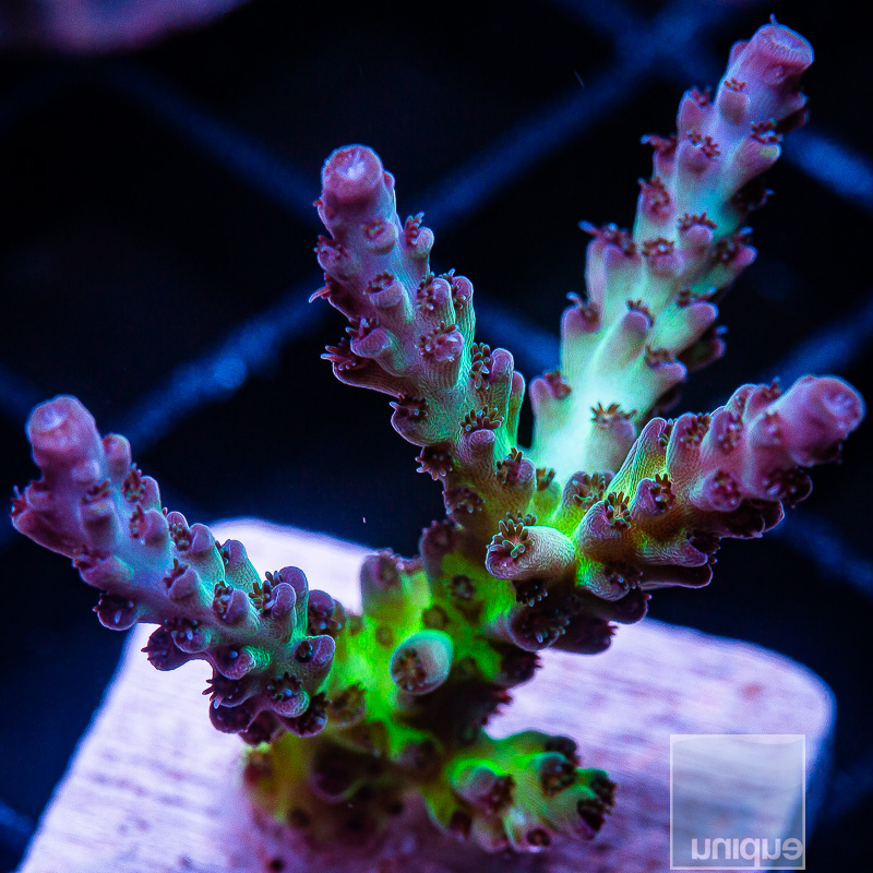 Purple Tip Acropora 69 41.JPG