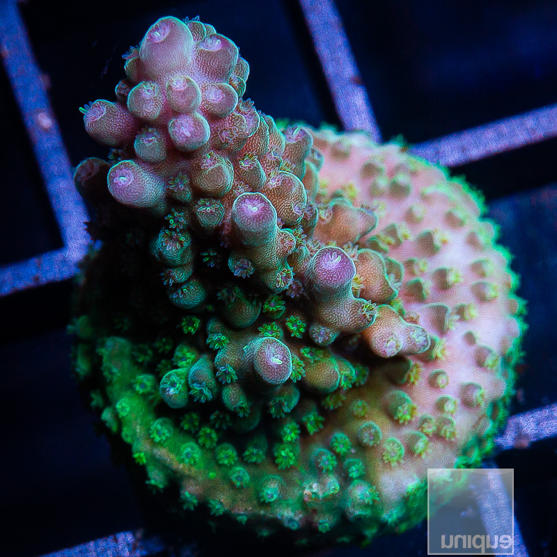 Purple Tip Acropora 79 46.JPG