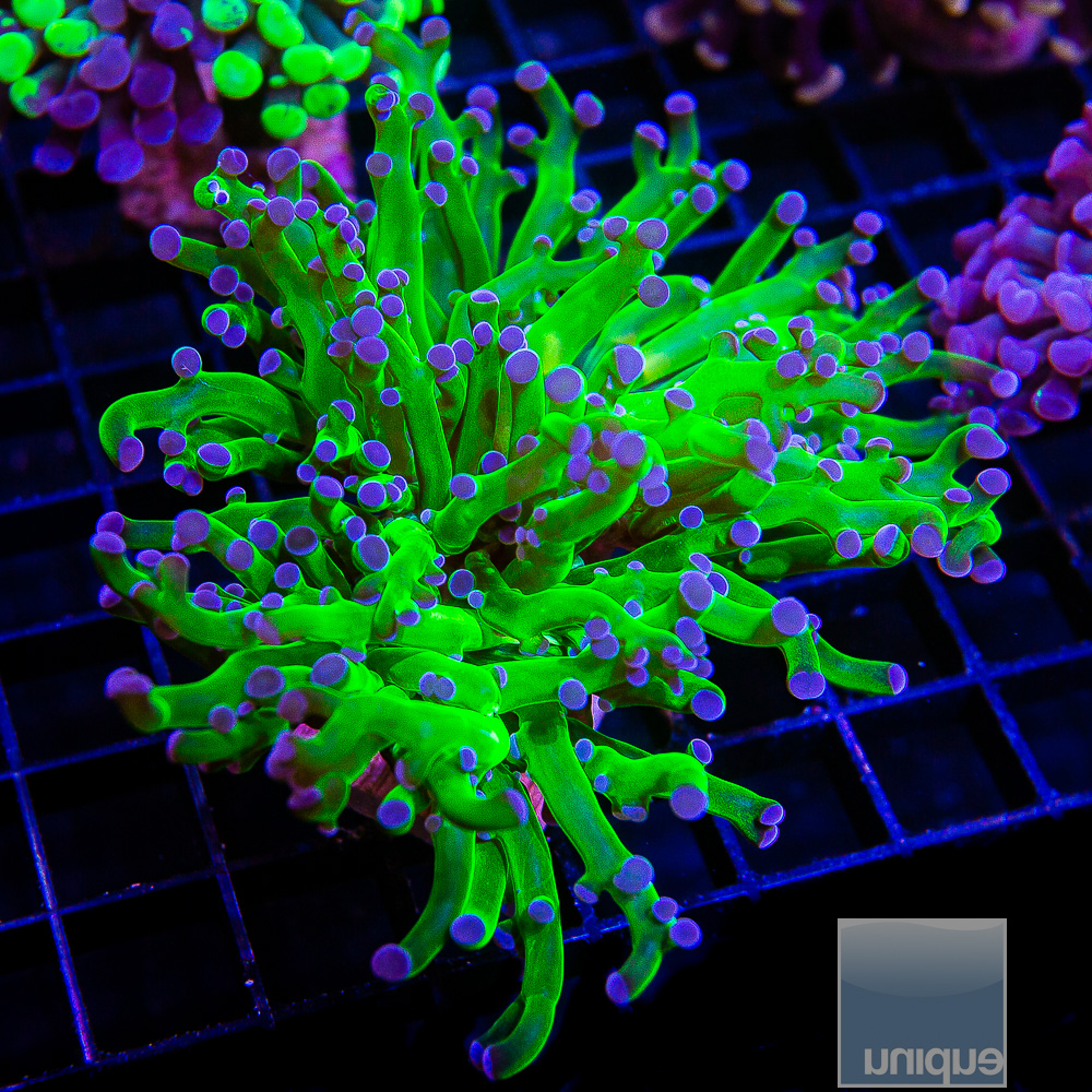 Purple Tip Frogspawn 44 20.JPG