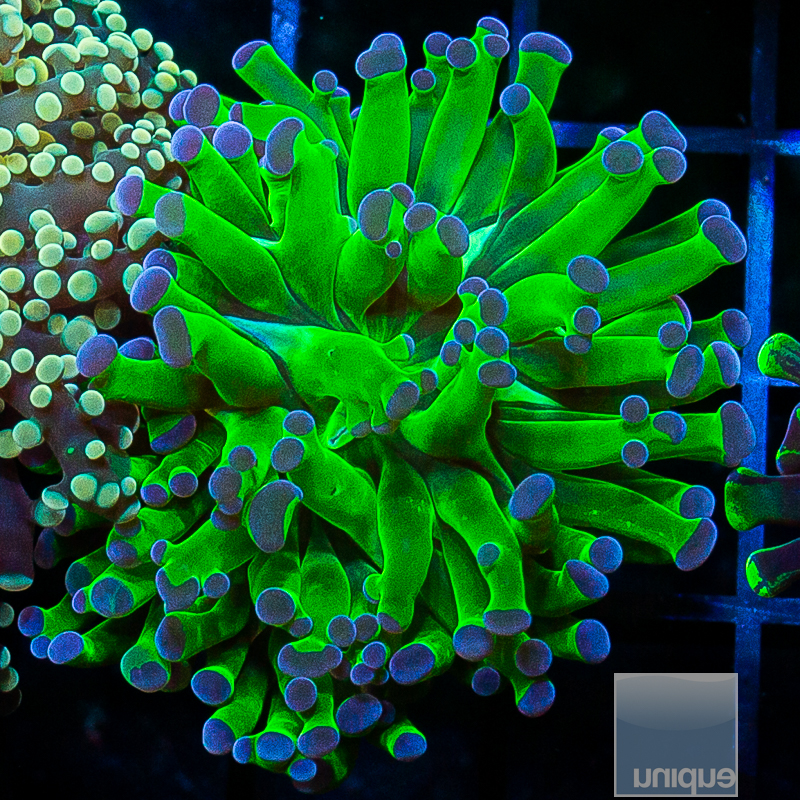 Purple Tip Frogspawn 49 27.JPG