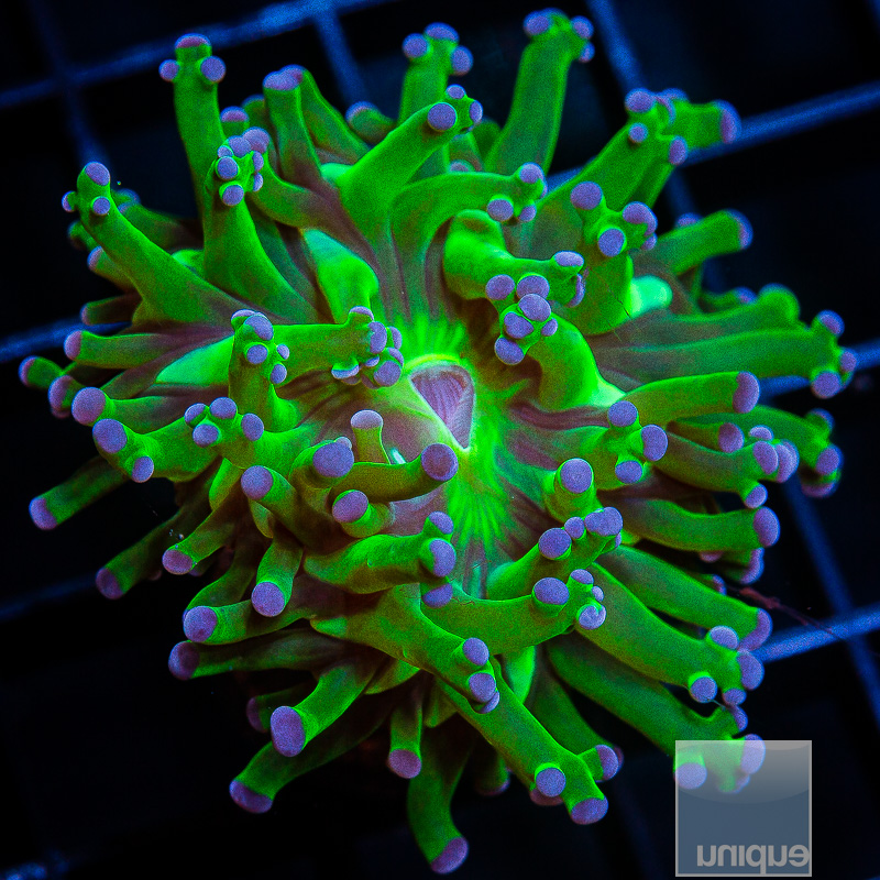 Purple Tip Frogspawn 59 20.JPG