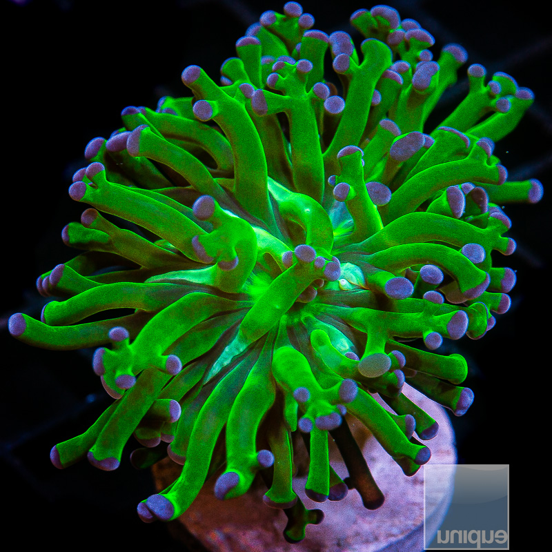 Purple Tip Frogspawn 59 24.JPG