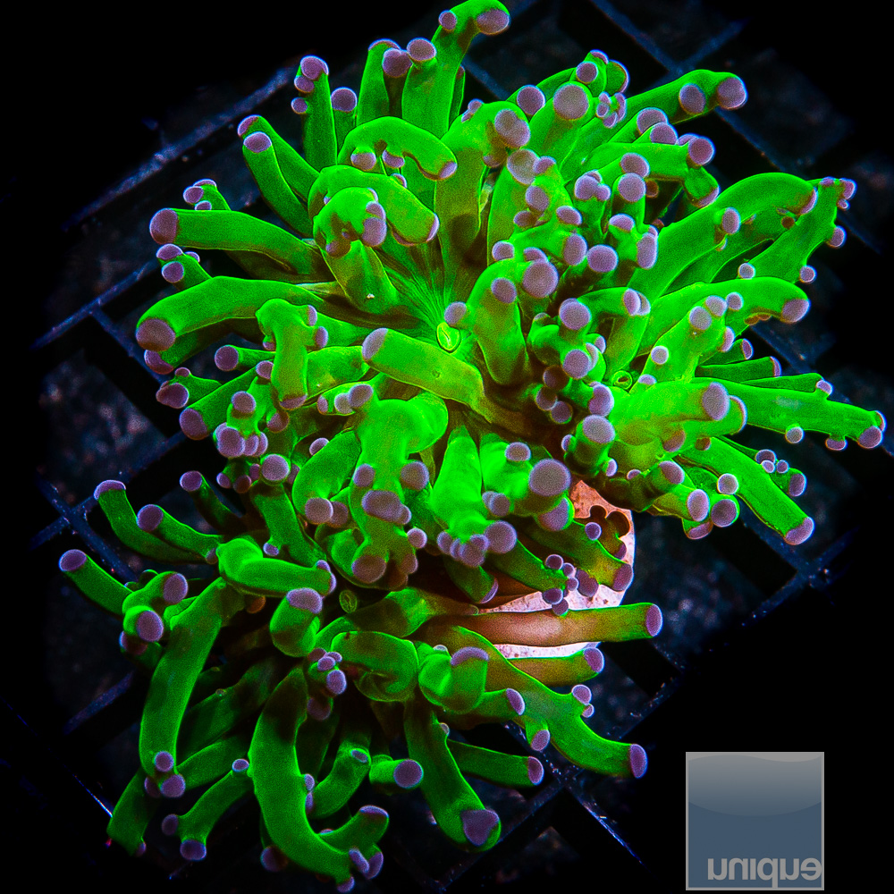 Purple Tip Frogspawn 59 32.JPG