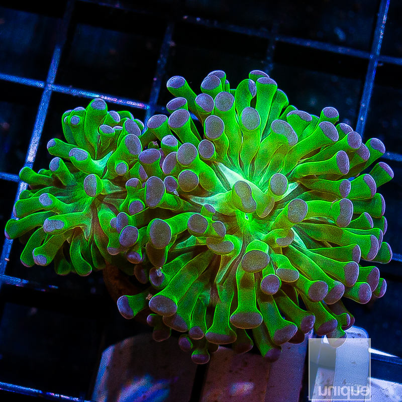 Purple Tip Frogspawn Double 119 65.JPG