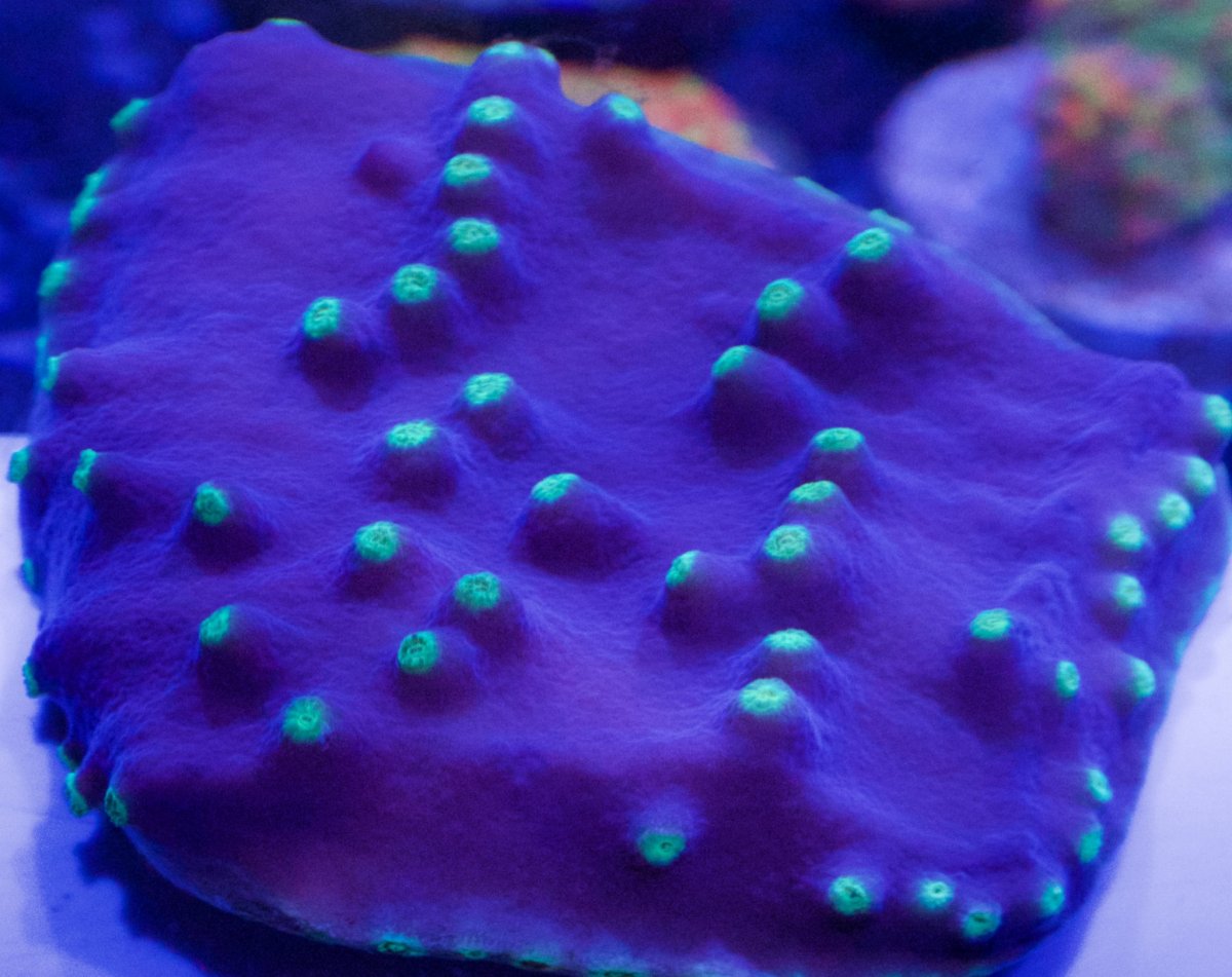 PURPLE TURBINARIA.jpg