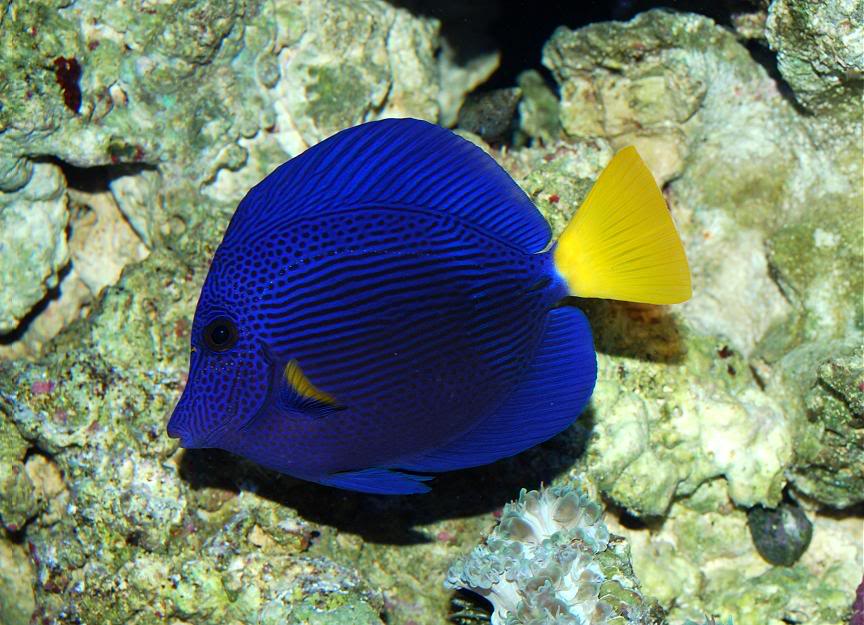 PurpleTang.jpg