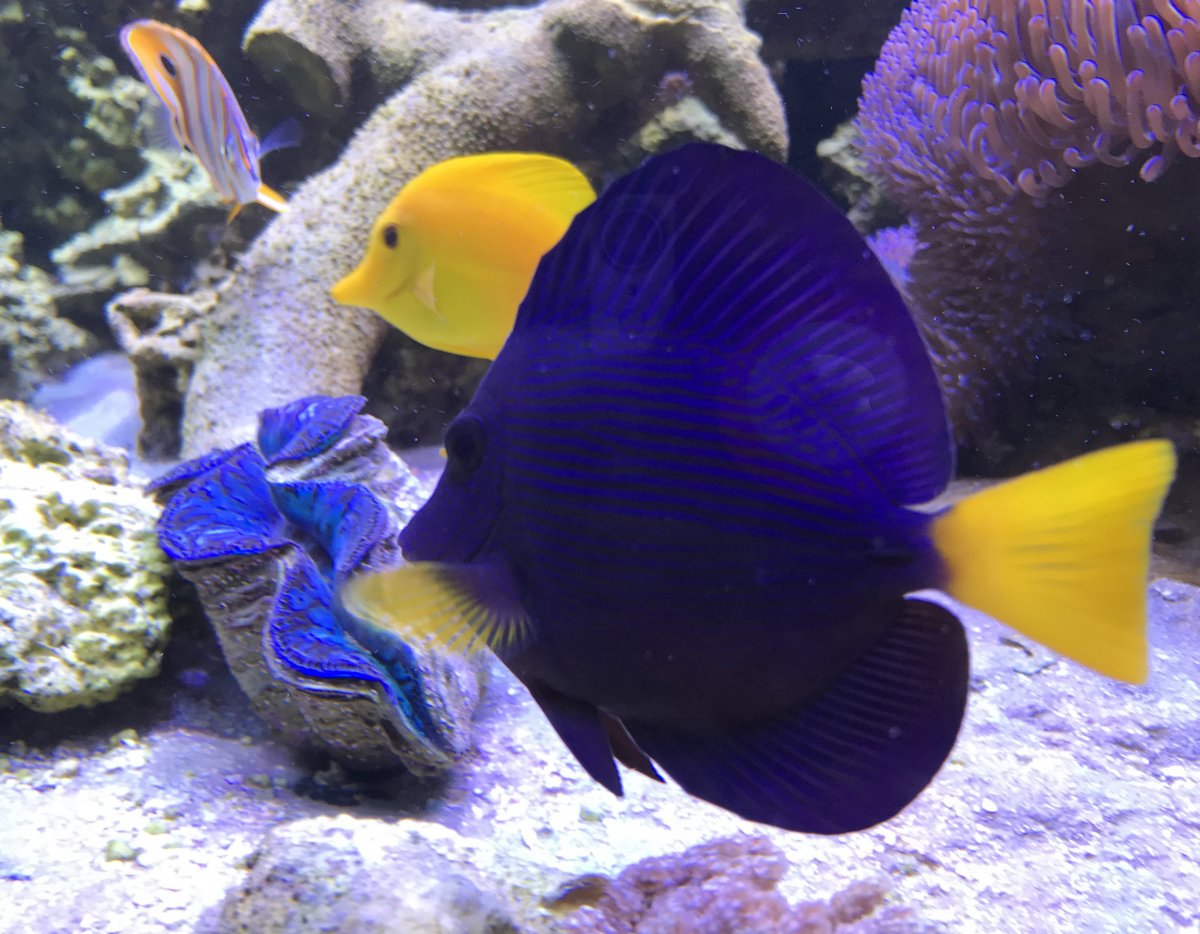 PurpleTang2018062101.jpg