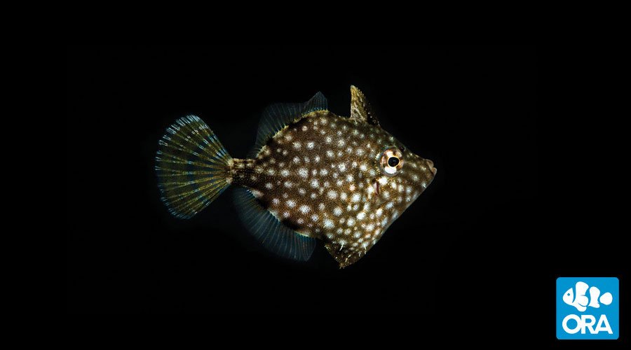 pygmyfilefish.jpg