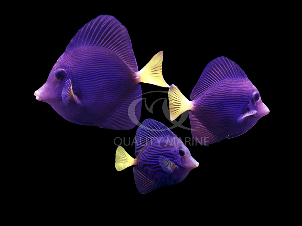 QM Cultured Purple Tang_2.jpg