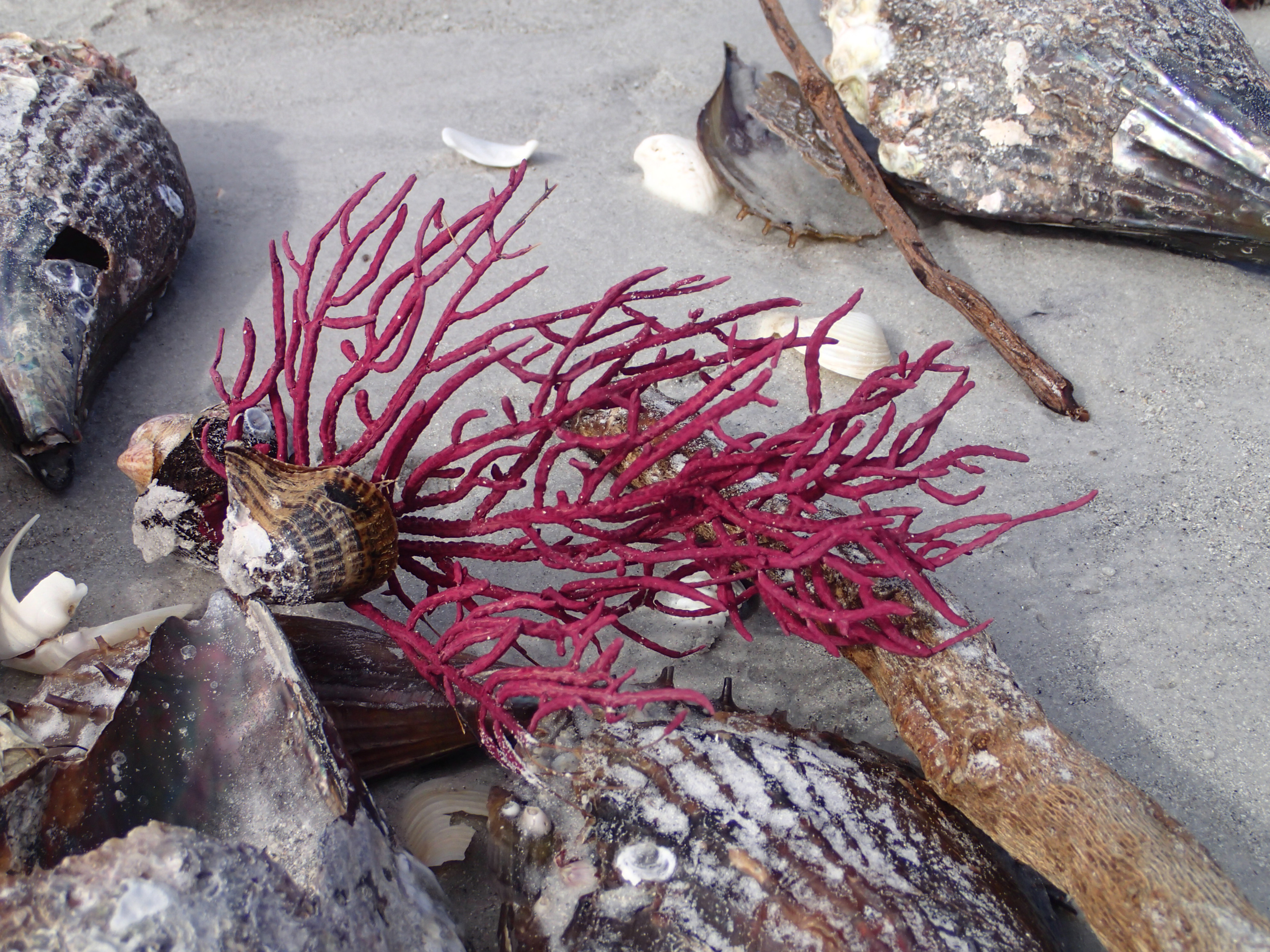 R2R3 a gorgonian on a dead shell.JPG