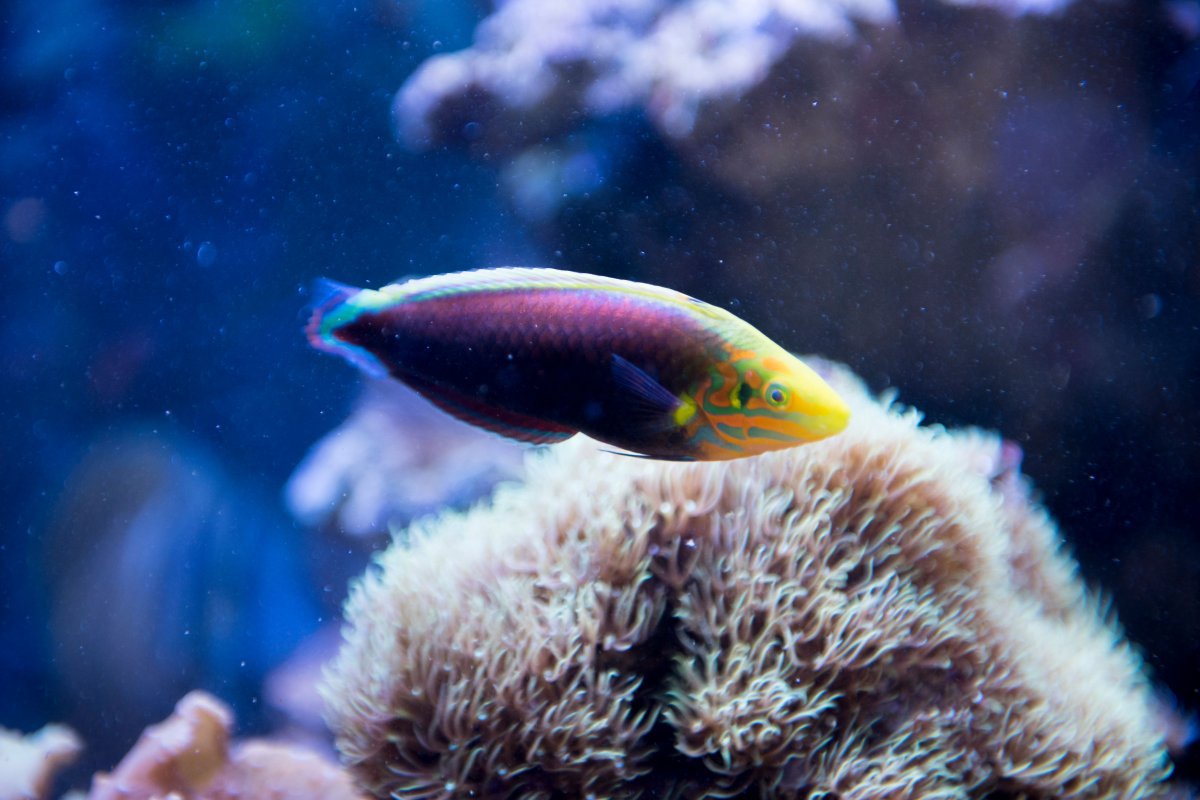 r2r4fordRadiant Wrasse.JPG