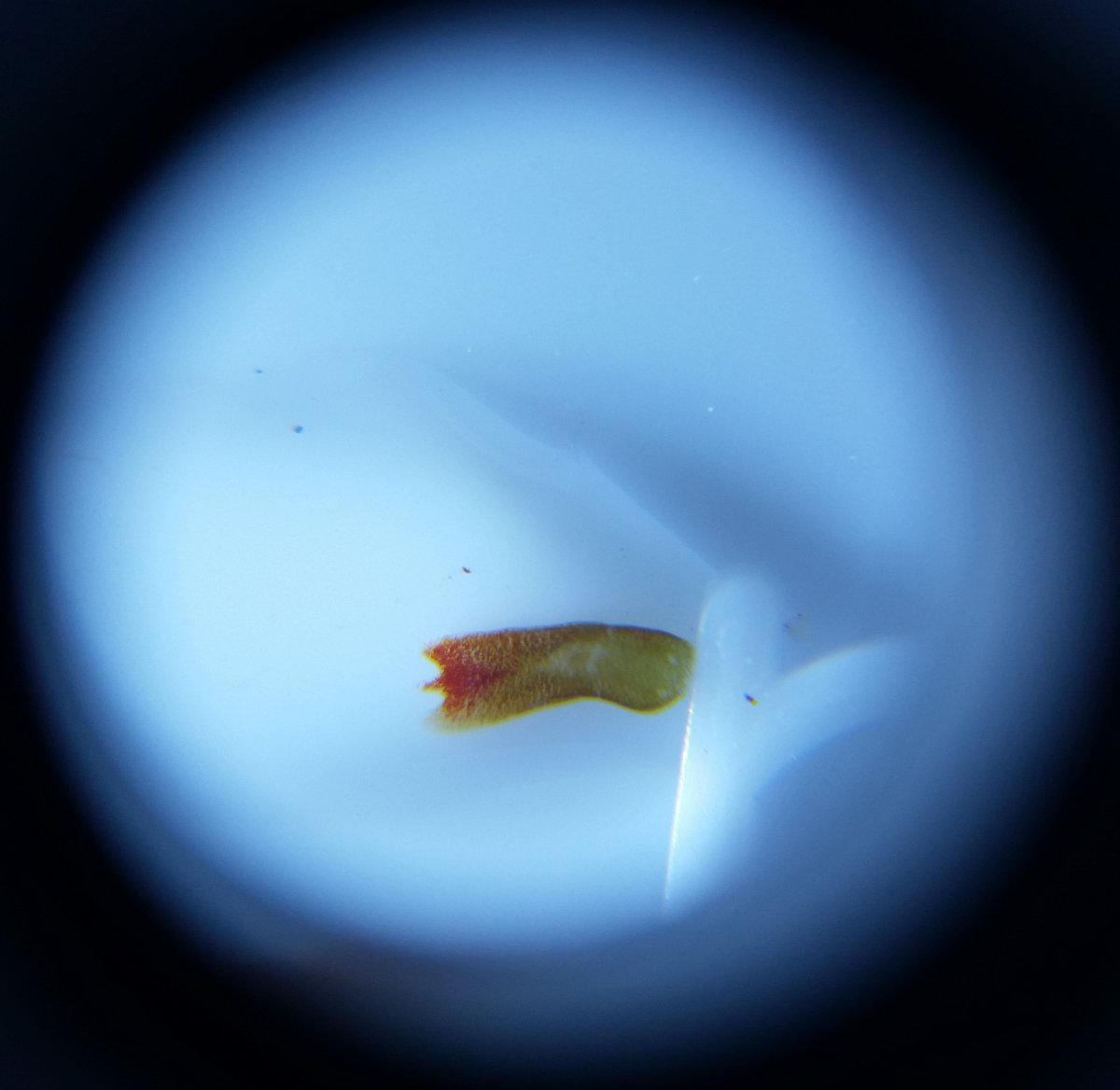 r2r60xFlatworm.jpg