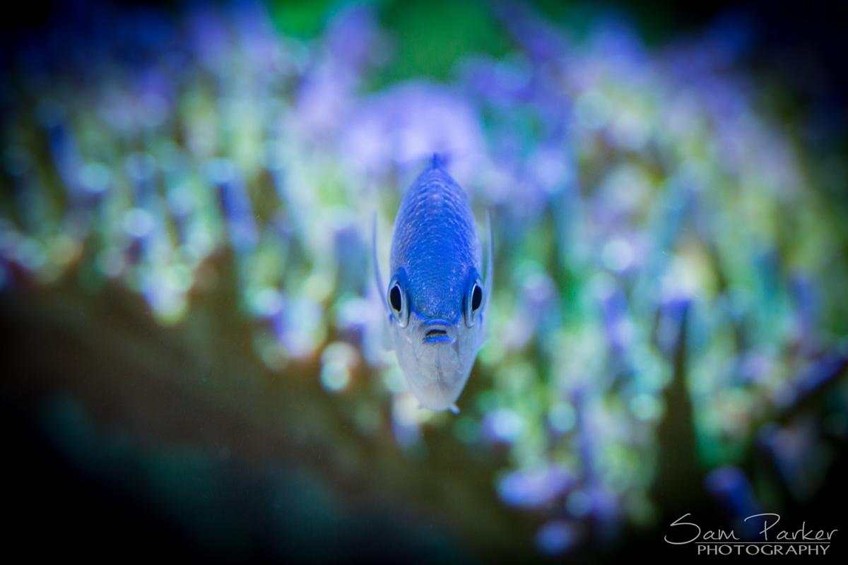 r2rrotmsp14chromis.jpg