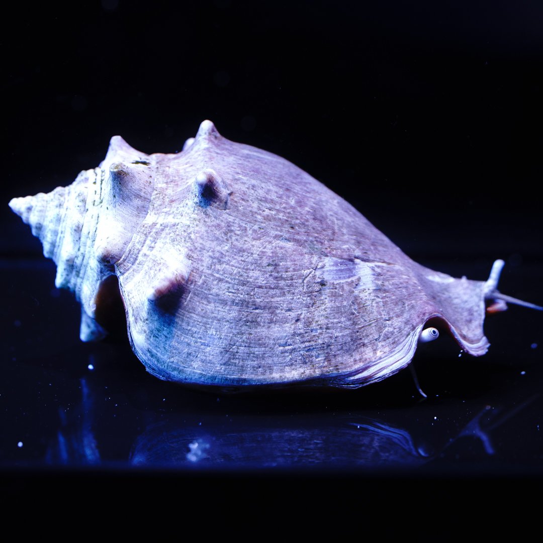 r2rwwcfighting_conch_1800x1800.jpg