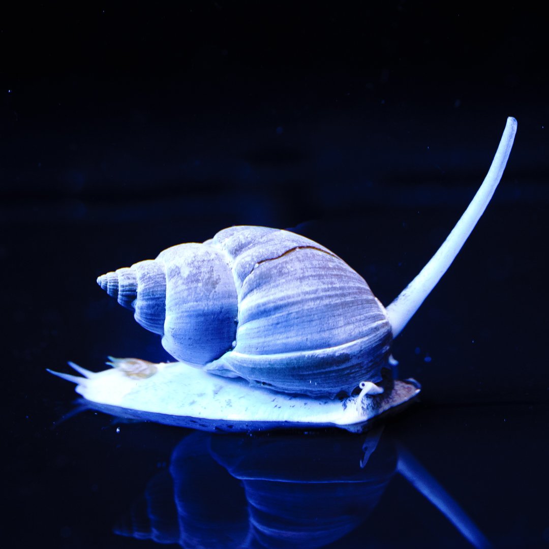 r2rwwcnassarius_snail_1800x1800.jpg