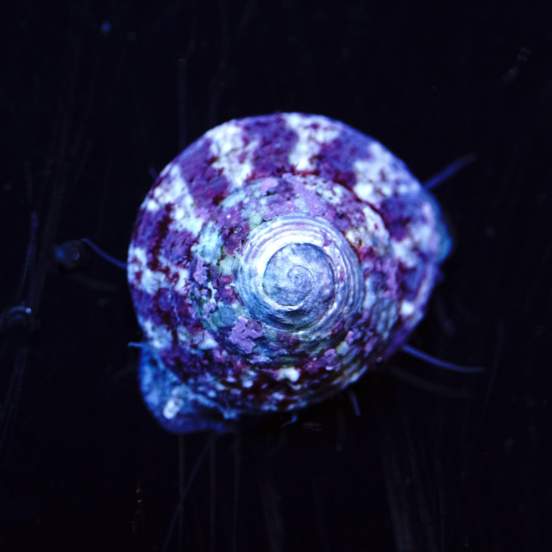 r2rwwctrochus_snail_1800x1800.jpg