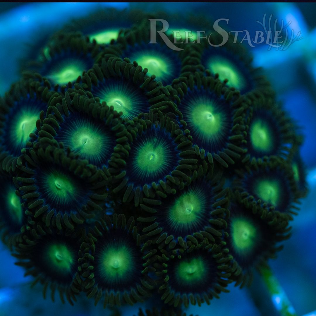 radioactive-dragon-eye-zoa-colony (3).jpg