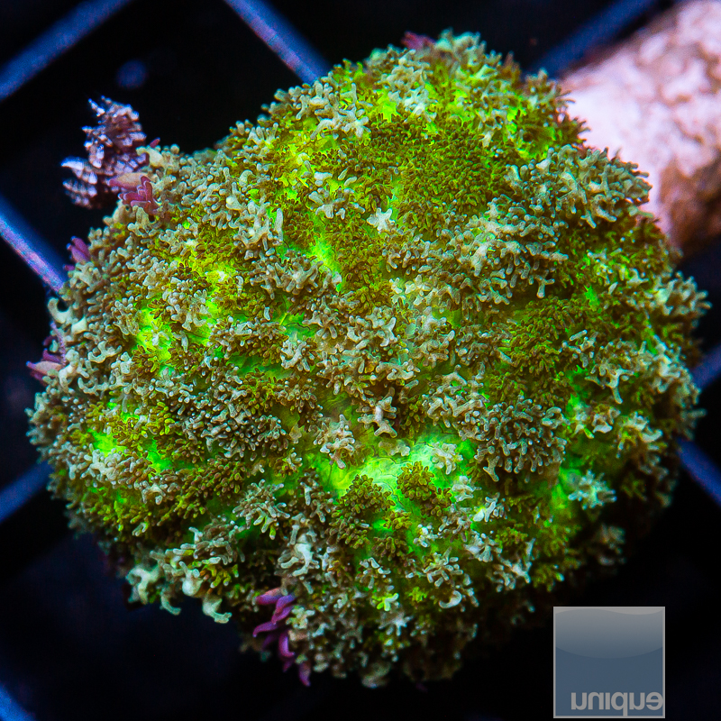 Radioactive Rhodactis 79 50.JPG