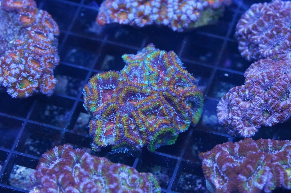 Rainbow Acan 1 for R2R.jpg