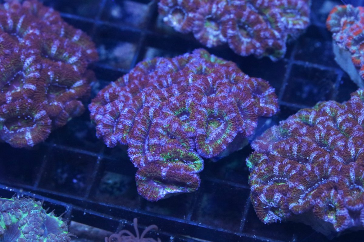 rainbow acan 2 for r2r.jpg