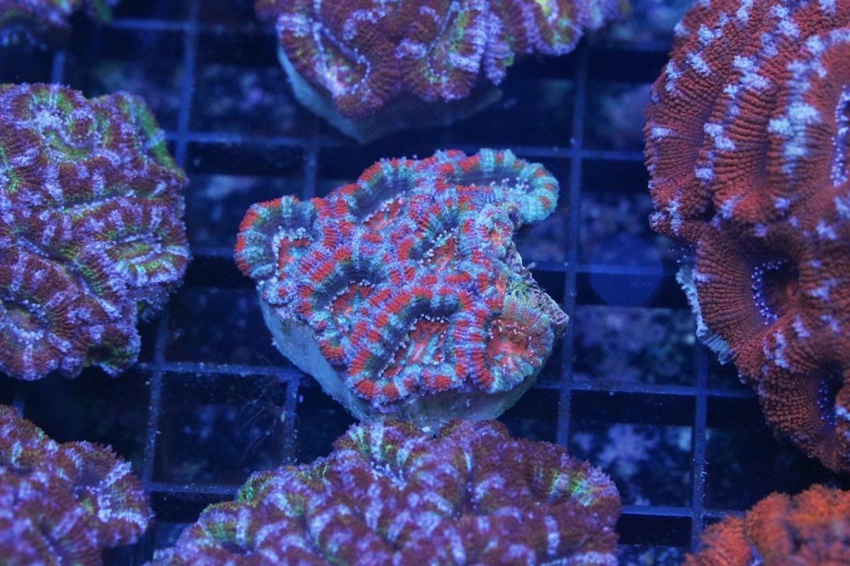 Rainbow acan 3 for r2r.jpg