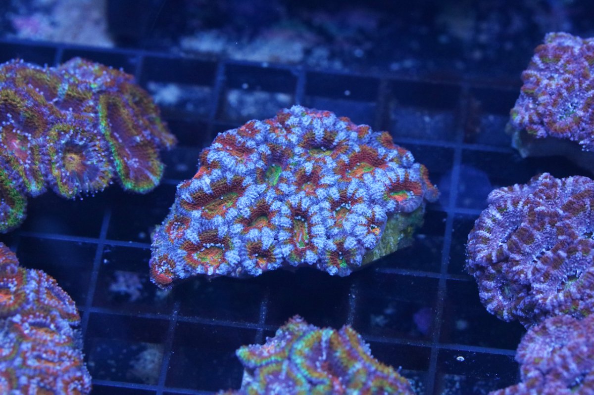 rainbow acan 4 for r2r.jpg