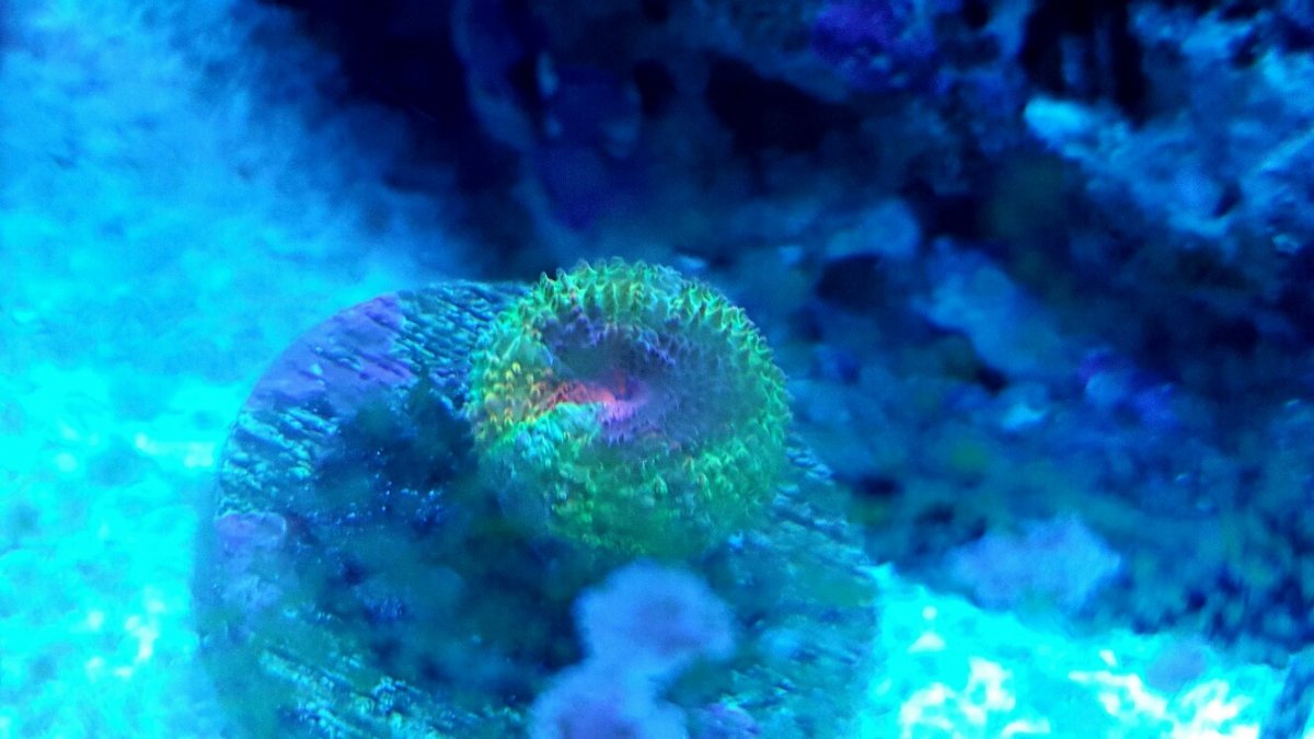 rainbow acan.jpg