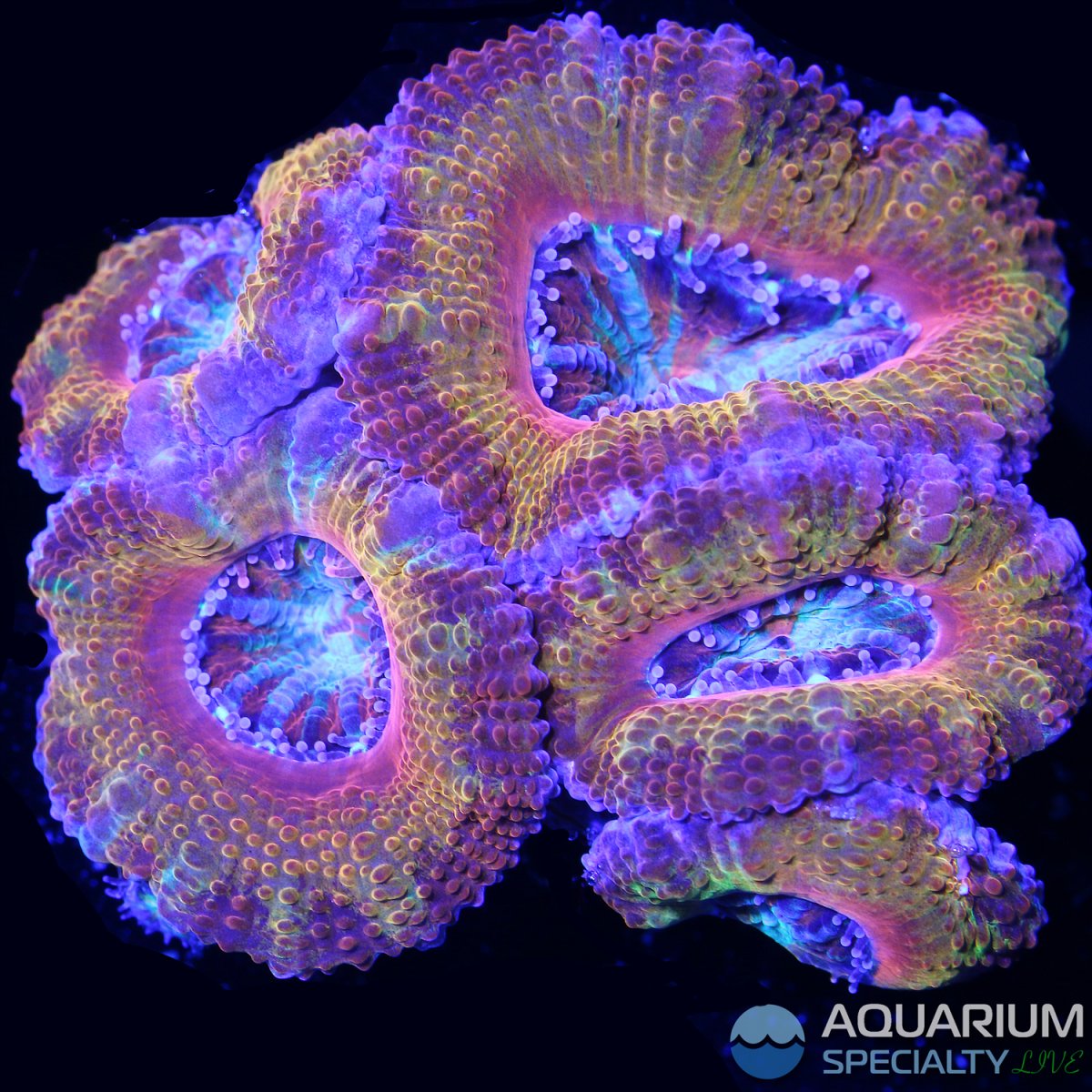 Rainbow-Acan-WYSIWYG-1.jpg