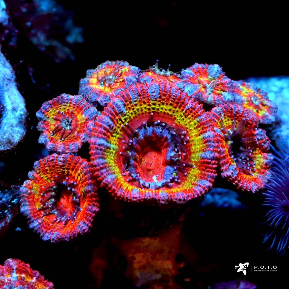 rainbow-acan_wm.jpg