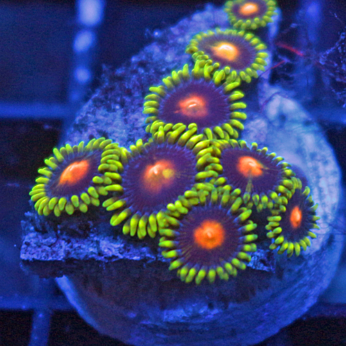 Rainbow Blowpop Zoa 2.jpg