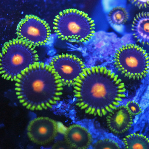 Rainbow Blowpop Zoa 3.jpg