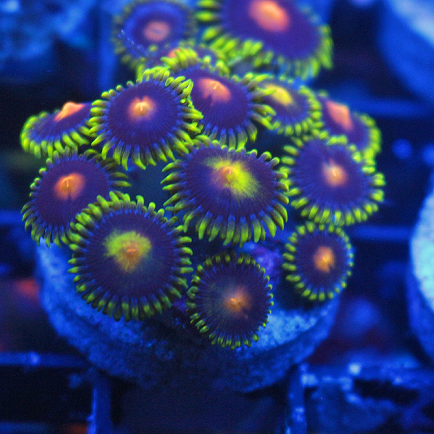 Rainbow Blowpop Zoa.jpg