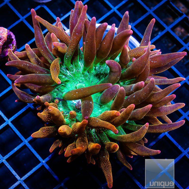 Rainbow Bubble Tip Anemone 119 65.JPG