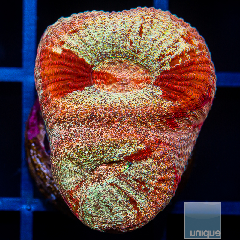 Rainbow Fluted Moon Coral 42 26.JPG