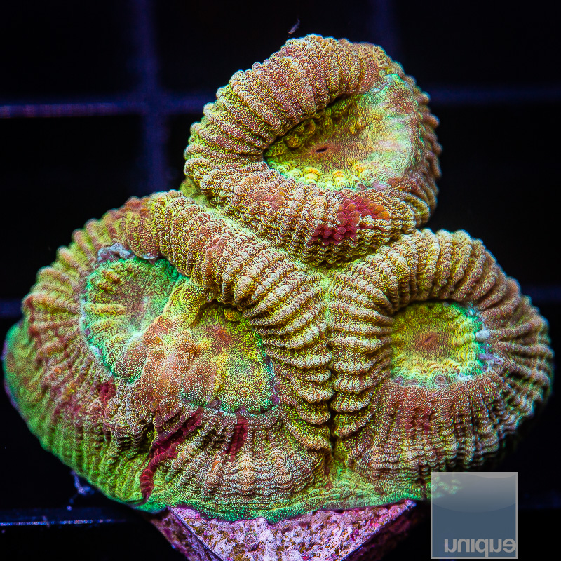 Rainbow Fluted Moon Coral 44 21.JPG