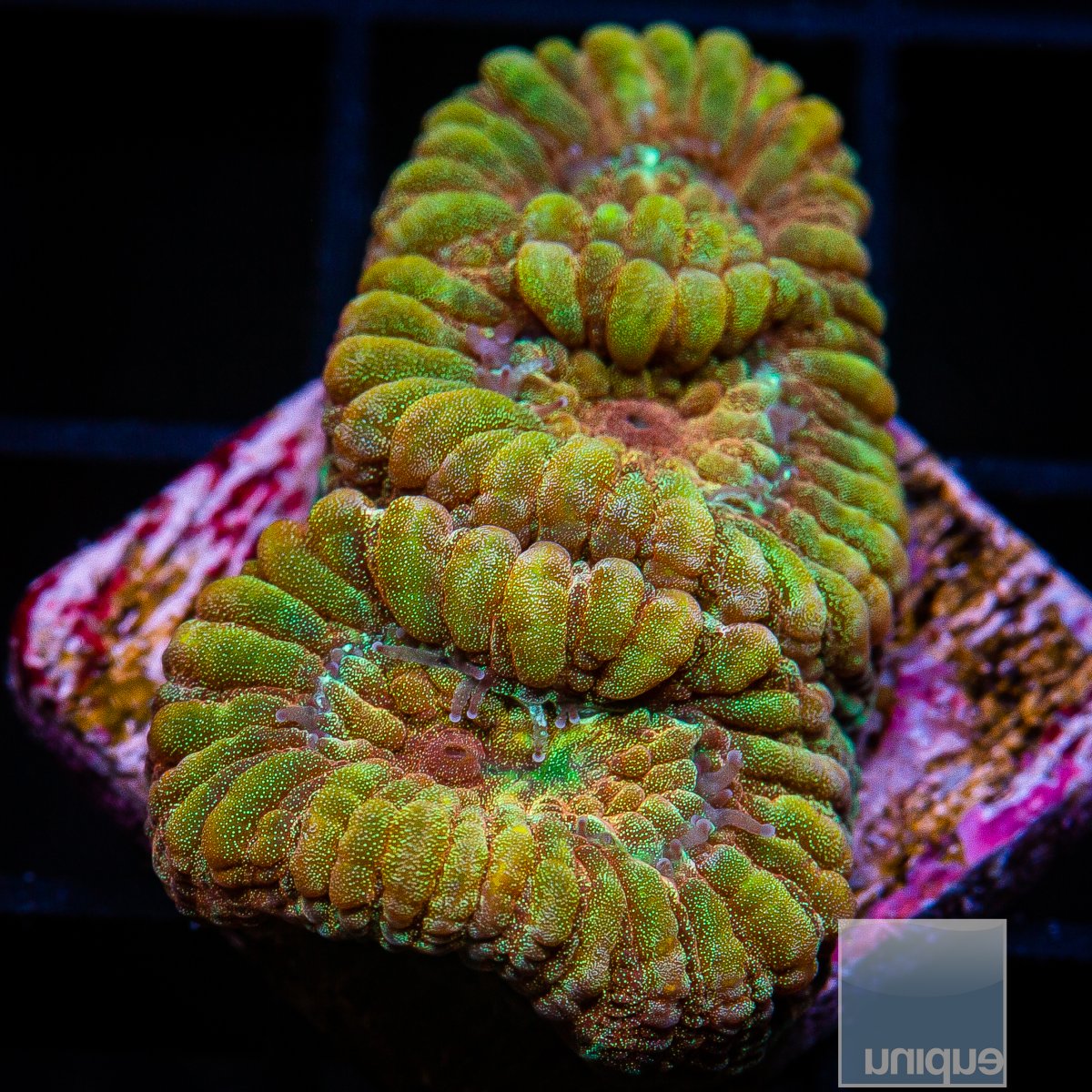 Rainbow Fluted Moon Coral 44 26.JPG