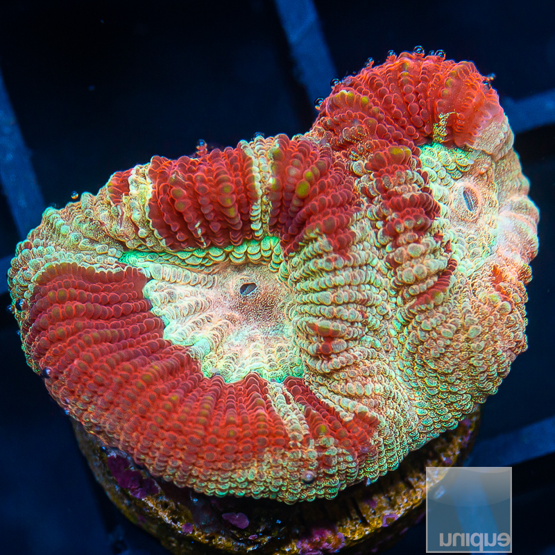 Rainbow Fluted Moon Coral 44 28.JPG