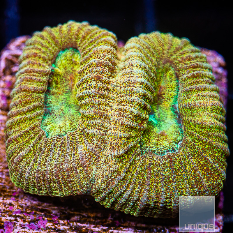 Rainbow Fluted Moon Coral 49 20.JPG