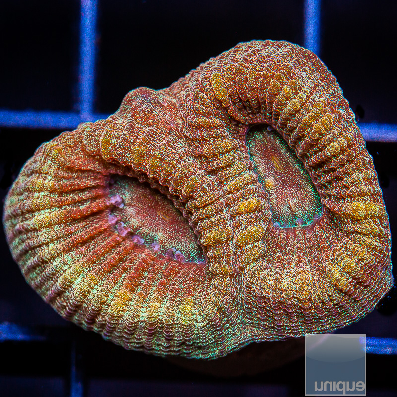 Rainbow Fluted Moon Coral 49 25.JPG