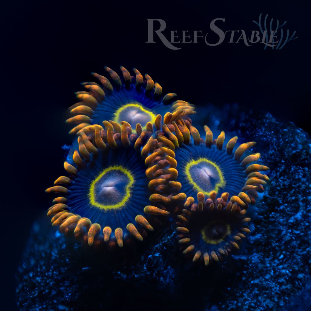 rainbow-hornet-zoa.jpg