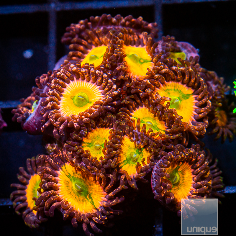 Rainbow Infusion Colony 149 85.JPG