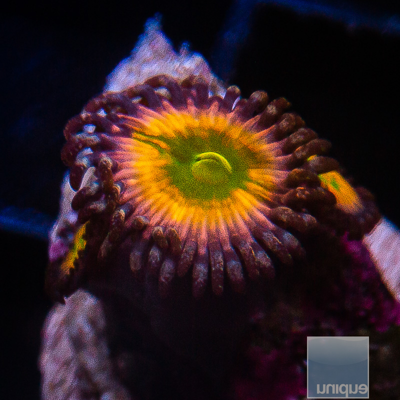 Rainbow Infusion Zoanthid 45 26.JPG